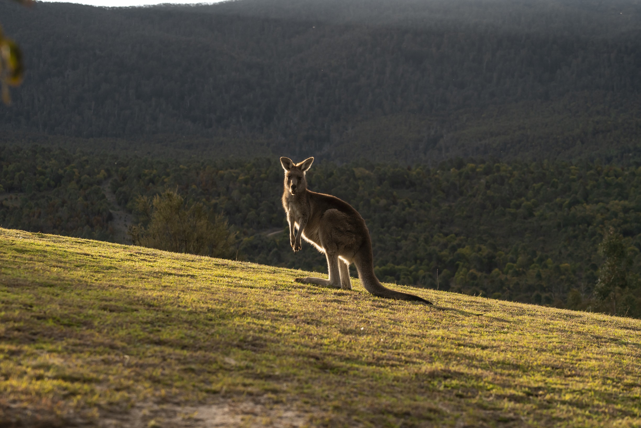 Vzhodna obala Avstralije -  self drive