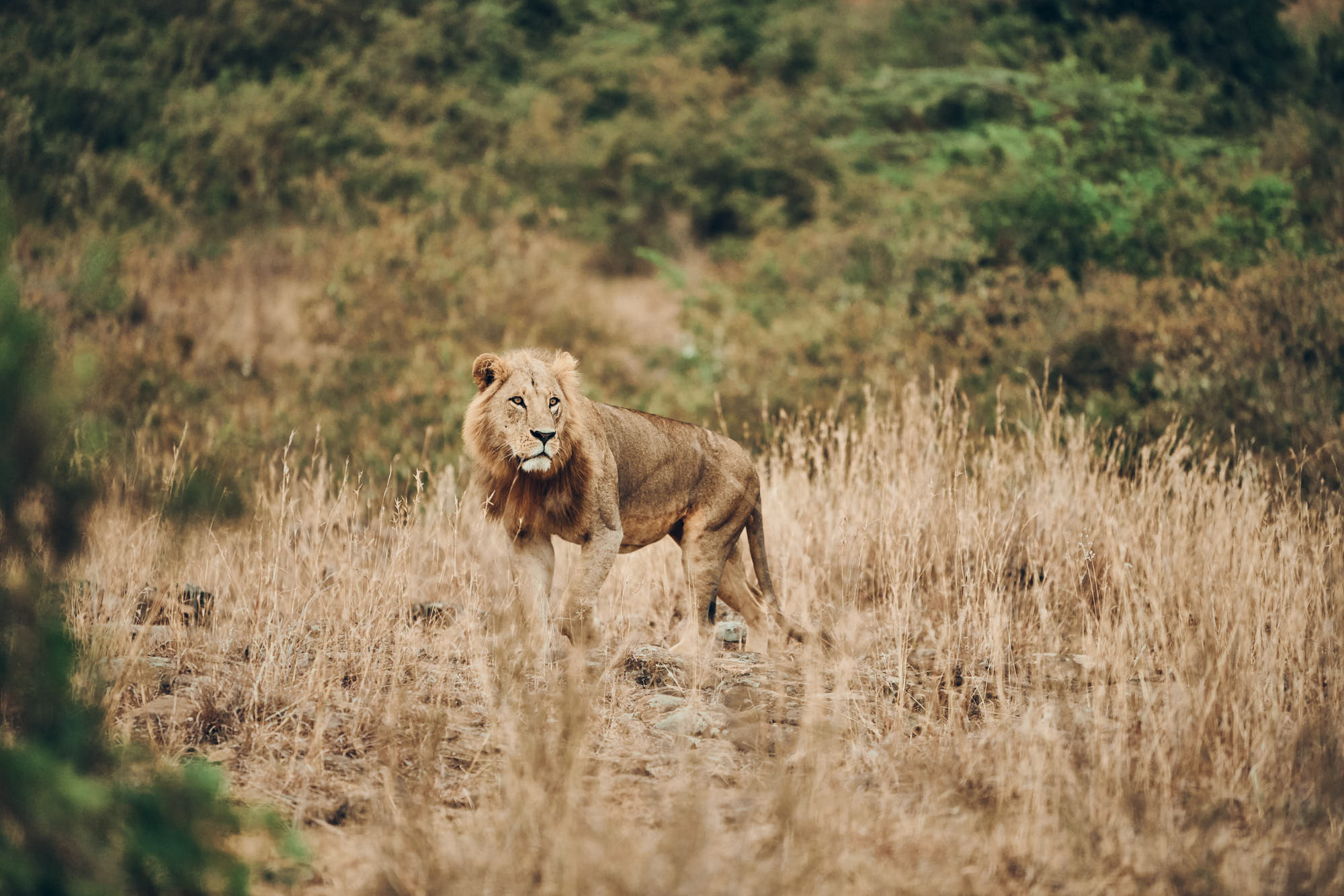 Tanzanijski safari in počitnice na Zanzibarju