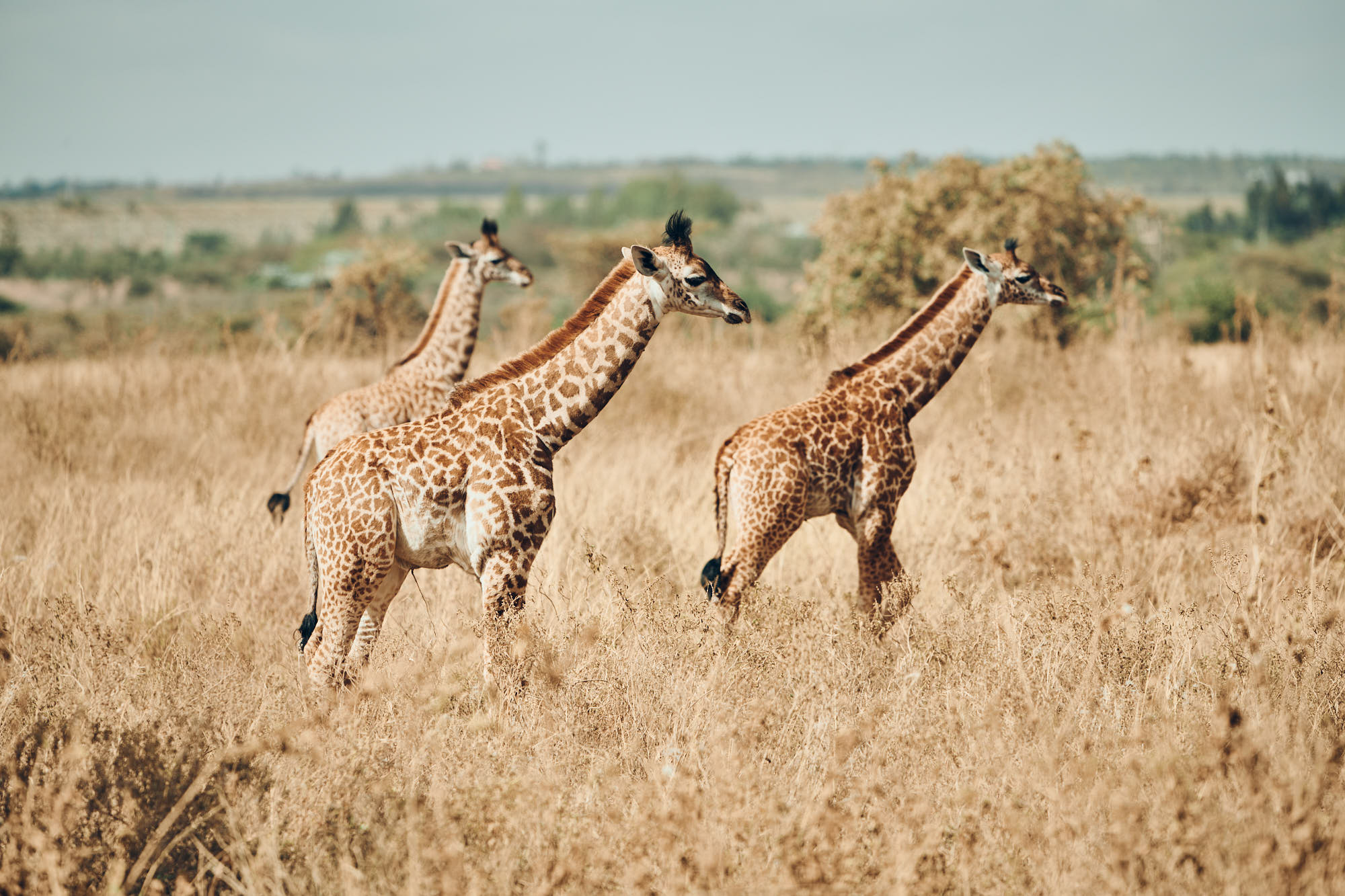 Tanzanijski safari in počitnice na Zanzibarju
