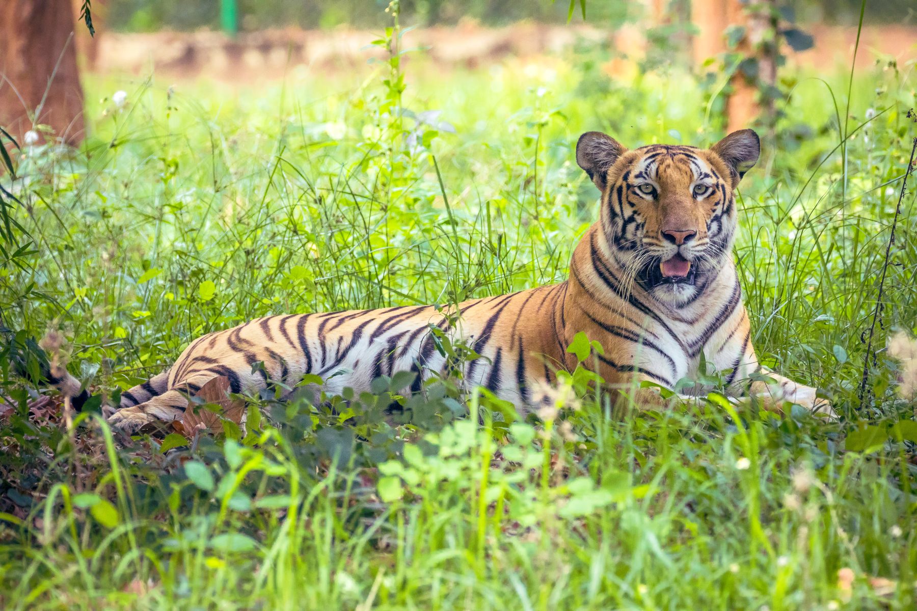 Indija potovanje - Delhi, Agra, Ranthambhore, Jaipur